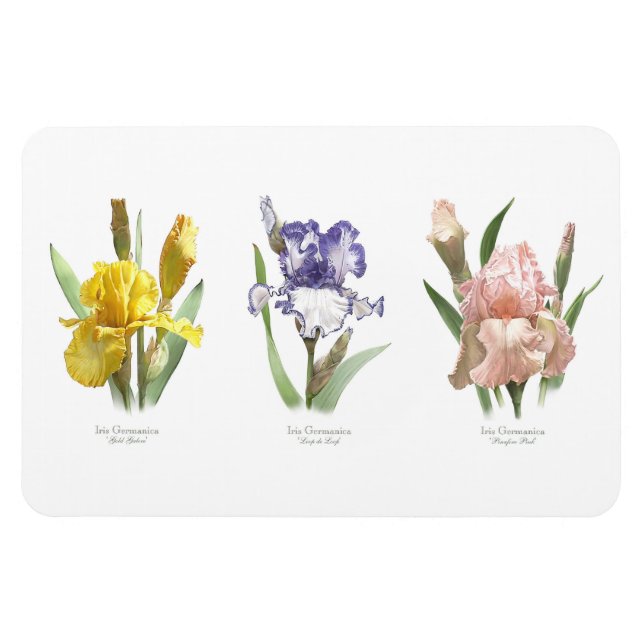 Iris Flower Garden Magnet (Horizontal)