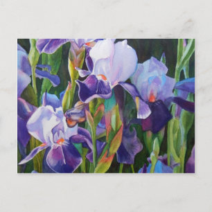 Iris Flower Garden Postcard