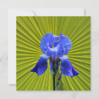 Iris flower