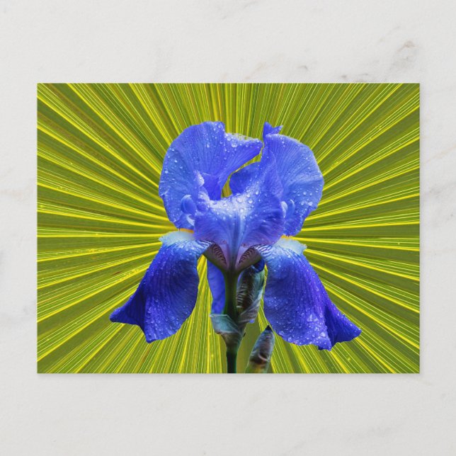 Iris flower holiday postcard (Front)
