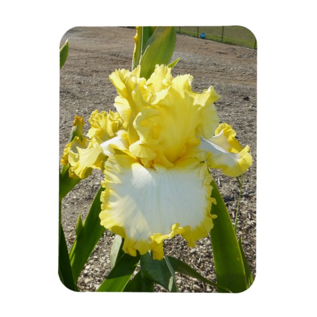 IRIS FLOWER MAGNET (Vertical)