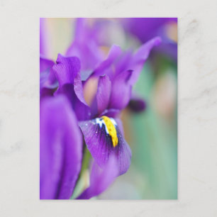 Iris Flower Magnet Holiday Postcard