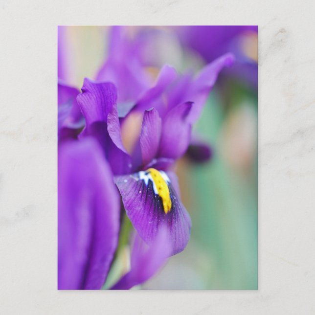 Iris Flower Magnet Holiday Postcard (Front)