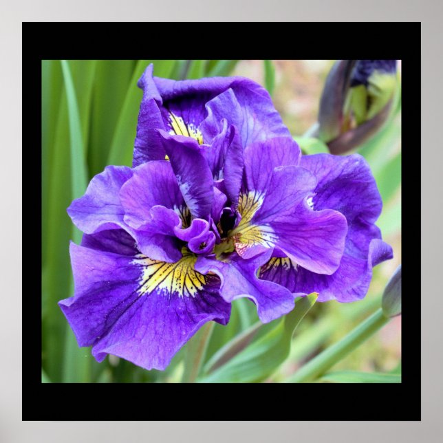 Iris Flower Photo Poster (Front)