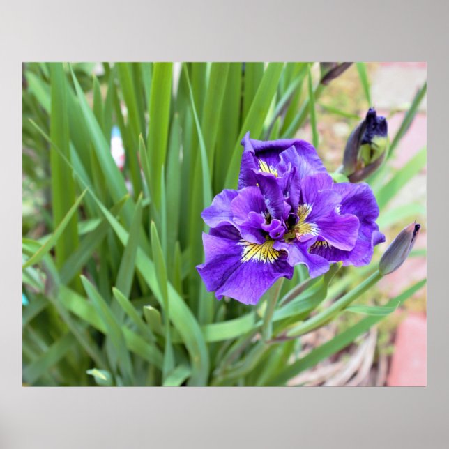 Iris Flower Photo Poster (Front)