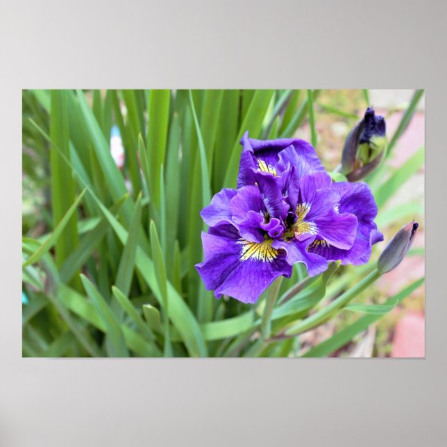 Iris Flower Photo Poster (Front)