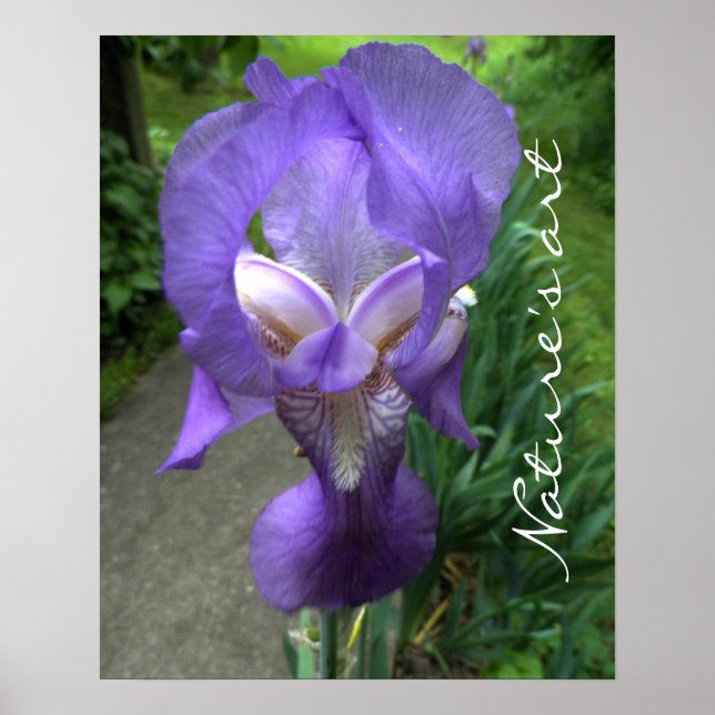 Iris Flower Photograph Poster (Front)