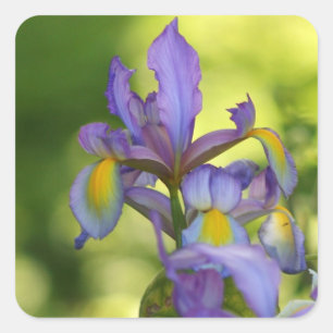 Iris flower Stickers