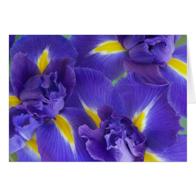 Iris flowers (Front Horizontal)