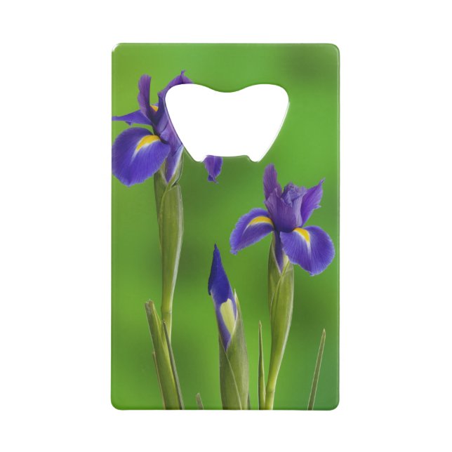 Iris Flowers (Front)