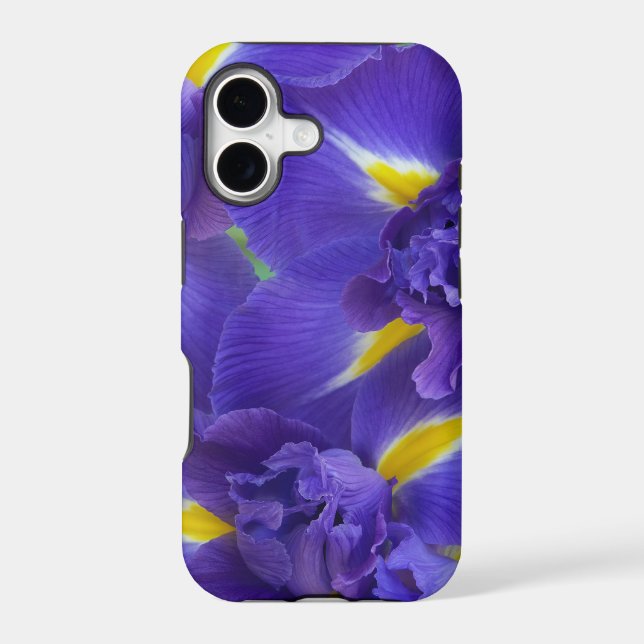 Iris flowers (Back)