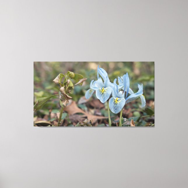 Iris Flowers Canvas Print (Front)