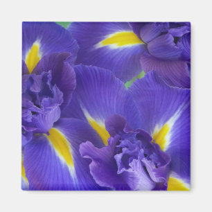 Iris flowers magnet