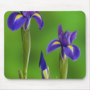 Iris Flowers Mouse Mat