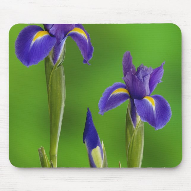 Iris Flowers Mouse Mat (Front)