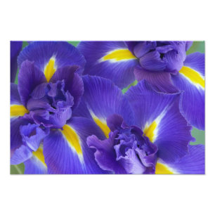 Iris flowers photo print