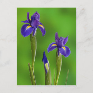 Iris Flowers Postcard