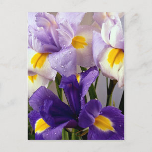 Iris flowers postcard