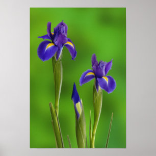 Iris Flowers Poster