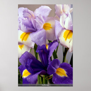 Iris flowers poster