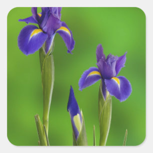 Iris Flowers Square Sticker