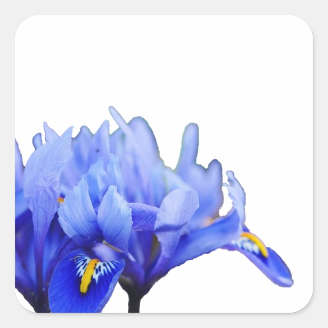 Iris Flowers Sticker (Front)