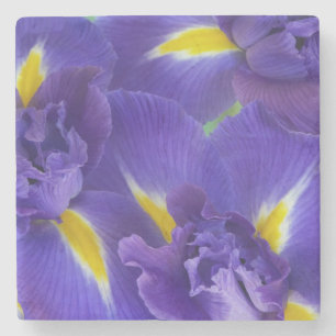 Iris flowers stone coaster