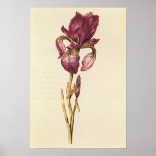 Iris, from 'La Guirlande de Julie', c.1642 Poster