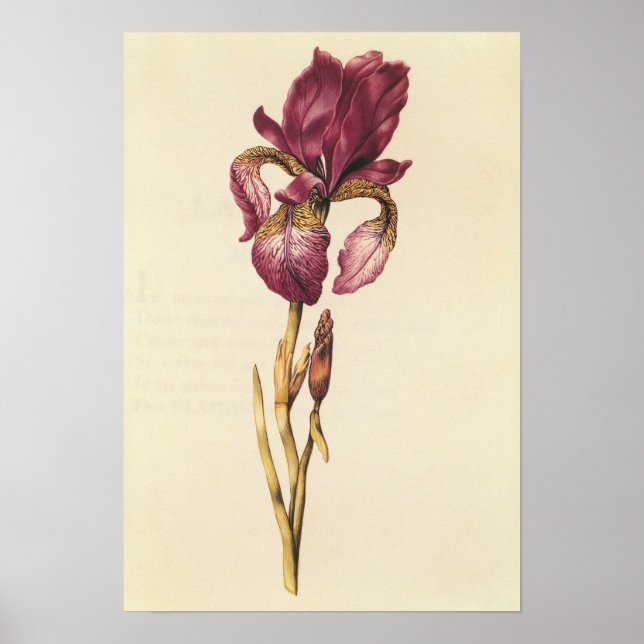 Iris, from 'La Guirlande de Julie', c.1642 Poster (Front)