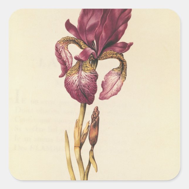 Iris, from 'La Guirlande de Julie', c.1642 Square Sticker (Front)