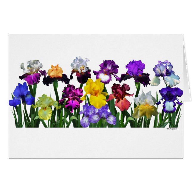 Iris Garden (Front Horizontal)