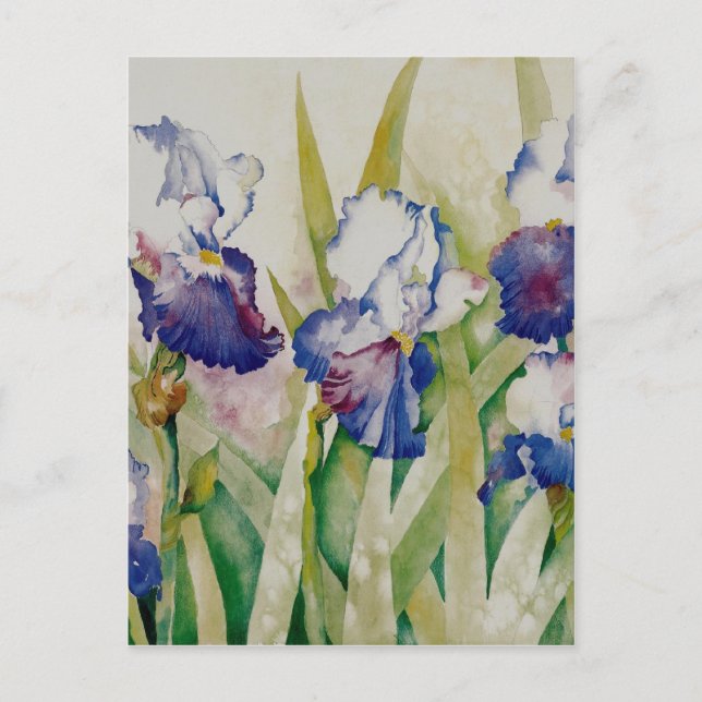 iris garden 2 postcard (Front)