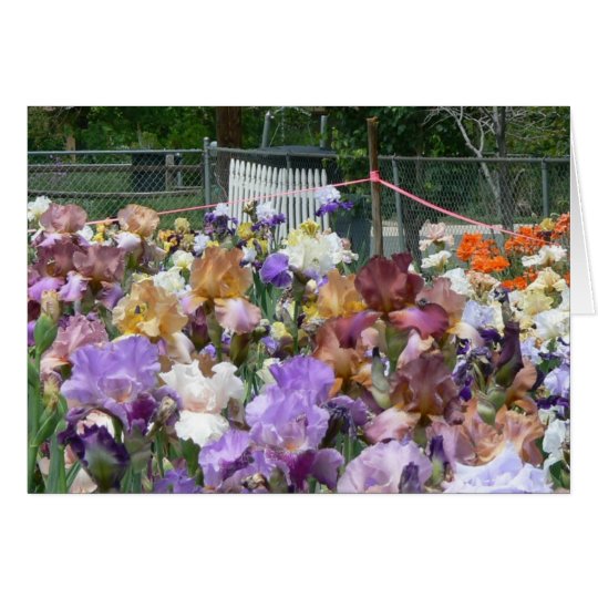 Iris Garden Card