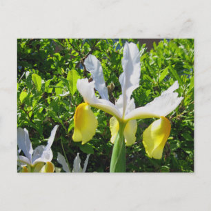 Iris Garden Postcard