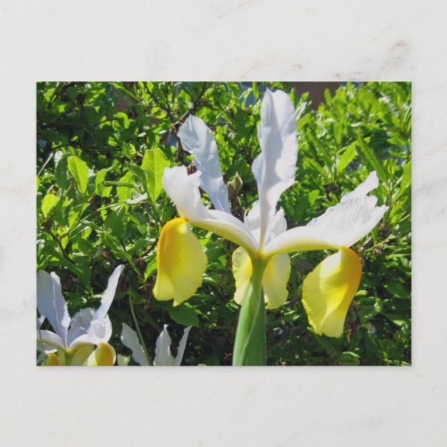 Iris Garden Postcard (Front)
