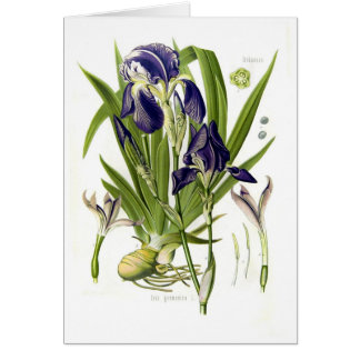 Iris germanica