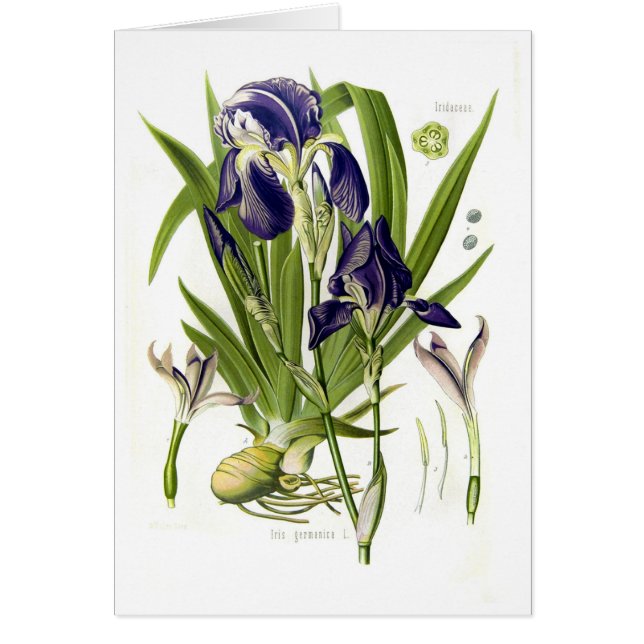 Iris germanica (Front)
