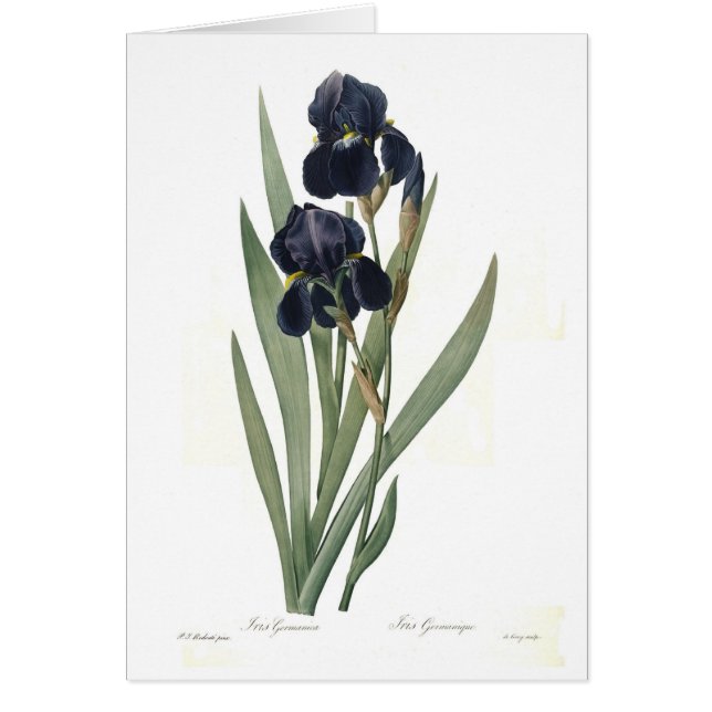 Iris germanica (Front)