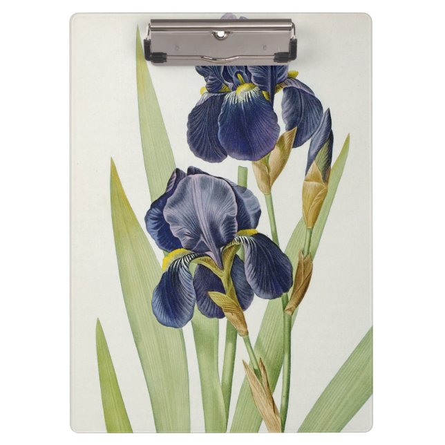Iris Germanica, from `Les Liliacees', 1805 Clipboard (Front)