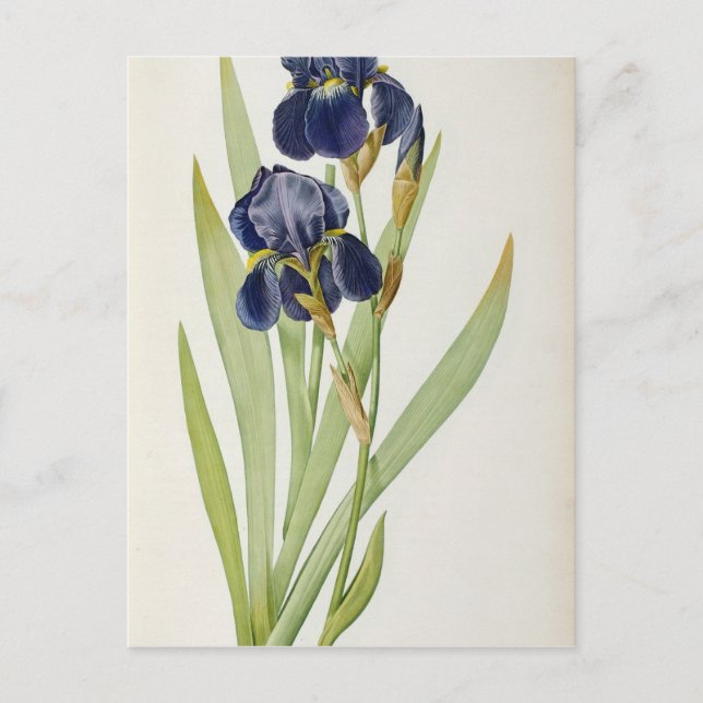 Iris Germanica, from `Les Liliacees', 1805 Postcard (Front)
