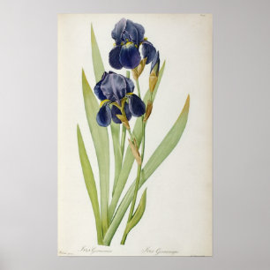 Iris Germanica, from `Les Liliacees', 1805 Poster
