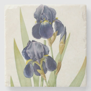 Iris Germanica, from `Les Liliacees', 1805 Stone Coaster