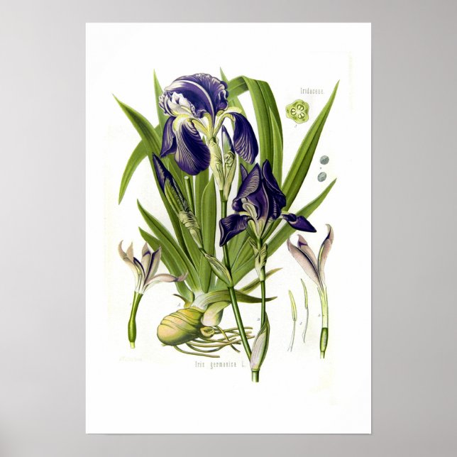 Iris germanica poster (Front)