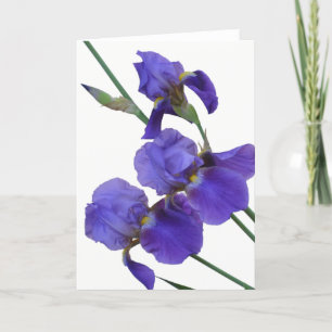 Iris Greeting Card (blank inside)