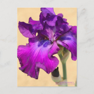 Iris ‘Gypsy Romance’   [Postcard] Postcard