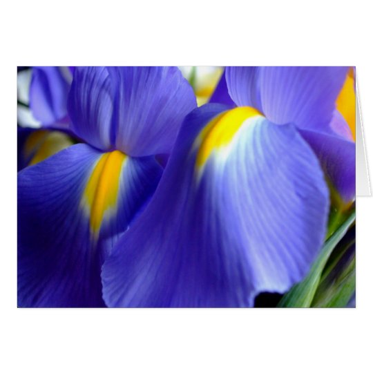 Iris Happy Birthday Card