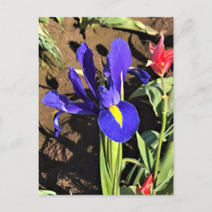 Iris in a Tulip Field, Woodburn, Oregon Postcard