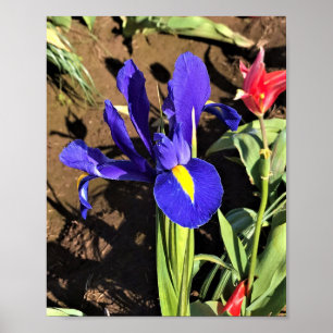 Iris in a Tulip Field, Woodburn, Oregon Poster