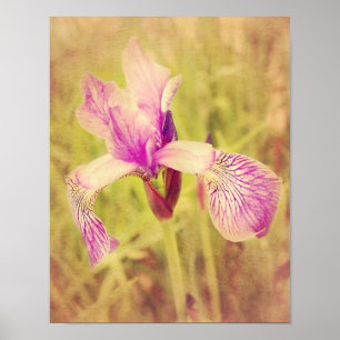 Iris In Pink Poster