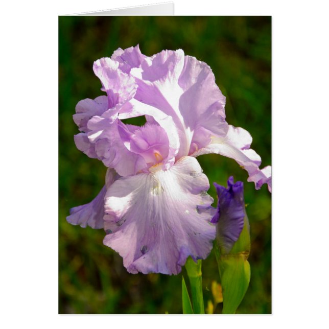 "Iris in the morning" collection (Front)